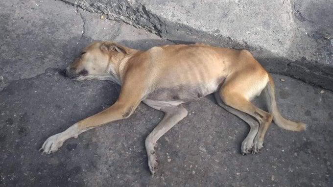 Doxicilina y vitamina B12 para este canino