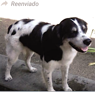 Rocco es un mucuchíes que necesita un hogar con urgencia